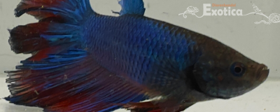betta splendens man
