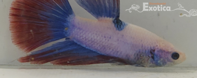 betta splendens man