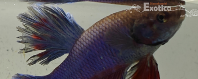 betta splendens man