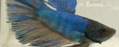 betta splendens man