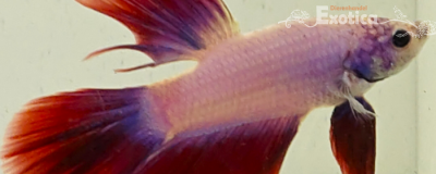 betta splendens man
