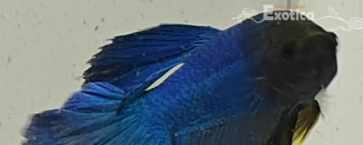 betta splendens man