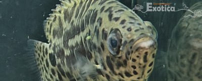 Ctenopoma acutirostre