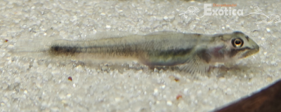 Lentipes mindanaoensis