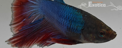 betta splendens man