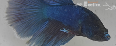 betta splendens man