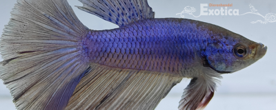 betta splendens man