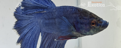 betta splendens man