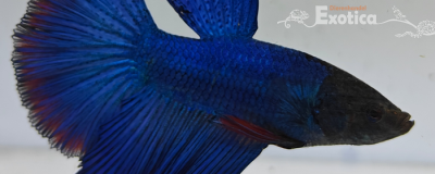 betta splendens man