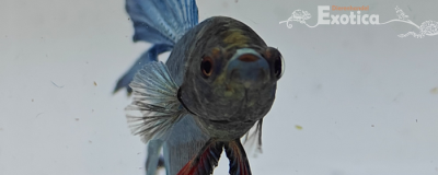 betta splendens man