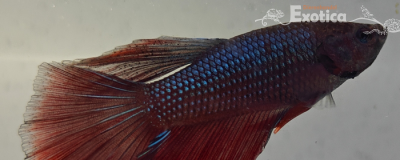 betta splendens man