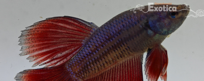 betta splendens man