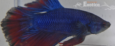 betta splendens man