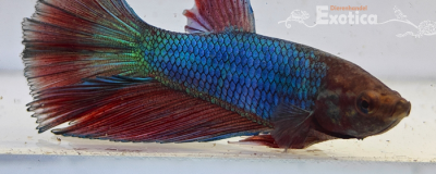 betta splendens man