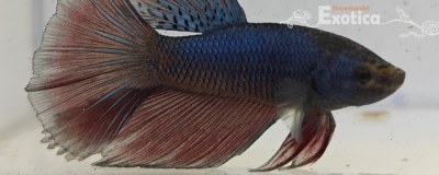 betta splendens man