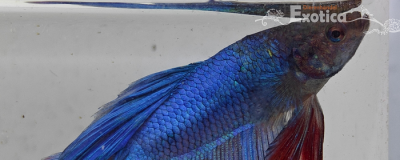 betta splendens man