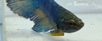 betta splendens man