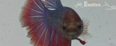 betta splendens man