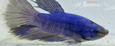 betta splendens man