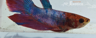 betta splendens man