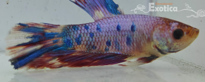 betta splendens man