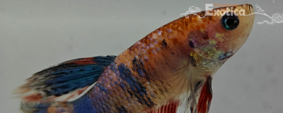 betta splendens man