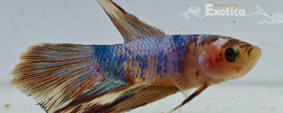 betta splendens man