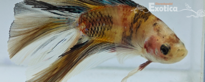betta splendens man