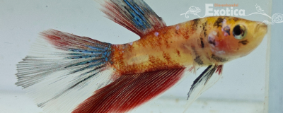 betta splendens man
