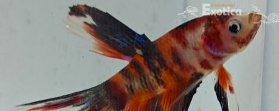 betta splendens man