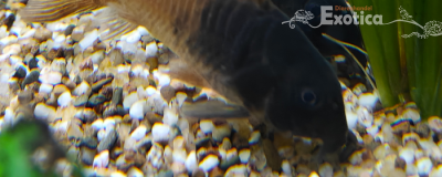 hoplisoma sp. aff. concolor CW217