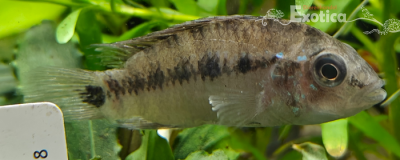 Apistogramma sp. d37