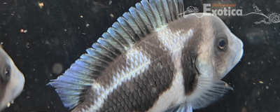 cyphotilapia frontosa (black widow)