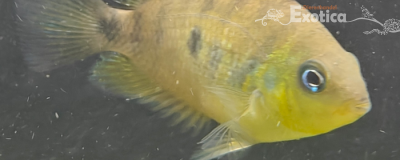 Amatitlania altoflava