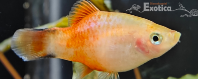 Xiphophorus variatus (tiger)