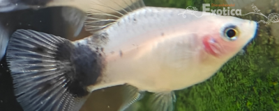 Xiphophorus maculata (Panda)