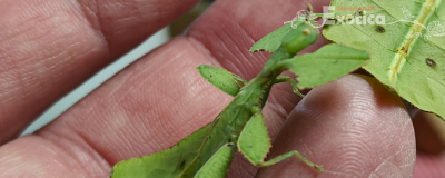 Cryptophyllium yunnanense