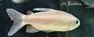 Phenacogrammus sp. orange makoua