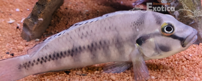 Orthochromis stormsi