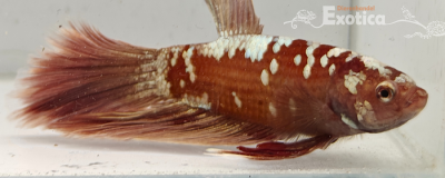 betta splendens man