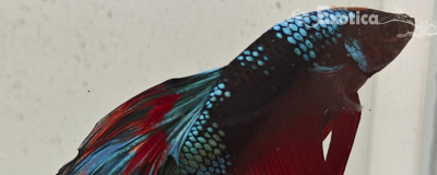 betta splendens man