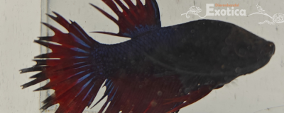 betta splendens man