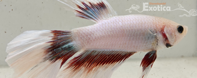 betta splendens man