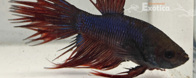 betta splendens man