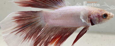 betta splendens man