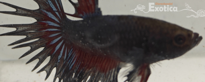 betta splendens man