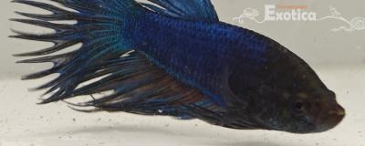 betta splendens man