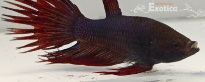 betta splendens man