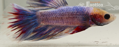 betta splendens man