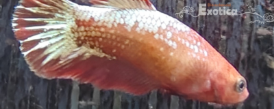 betta splendens (vrouw) Red cap fancy copper